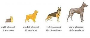 perla1-1-.jpg