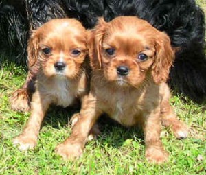 pup6-18-1-.jpg
